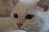 Filename=chat0001.JPG
Filesize=77KB
Dimensions=1024x683
Date added=May 30, 2007 chat0001.JPG