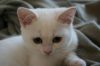 Filename=chat0003.JPG
Filesize=80KB
Dimensions=1024x683
Date added=May 30, 2007 chat0003.JPG