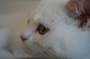 Filename=chat0005.JPG
Filesize=81KB
Dimensions=1024x683
Date added=May 30, 2007 chat0005.JPG